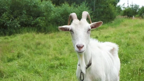 Goat Stock Footage 137267515