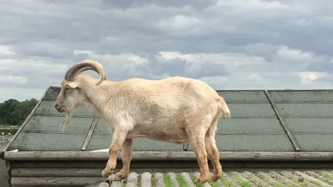 Goat Stock Footage 138769903