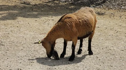 Goat Stock Footage 150689012