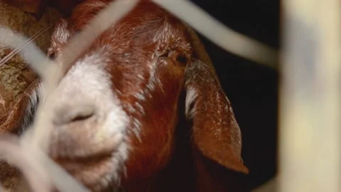 The goat Stock Footage 161021238