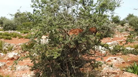 The goat Stock Footage 164627274