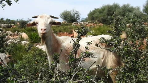 The goat 動画素材 164637069