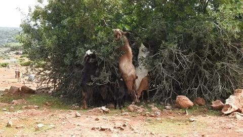 The goat 動画素材 164637226