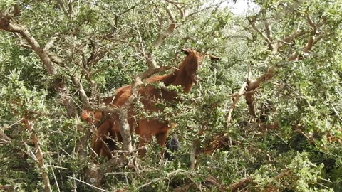 The goat 動画素材 164637425