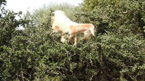 The goat Stock Footage 164653942