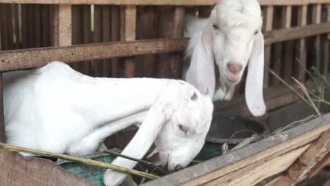 Goat Stock Footage 207359863