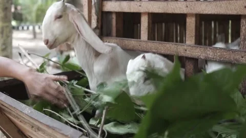 Goat Stock Footage 207359897