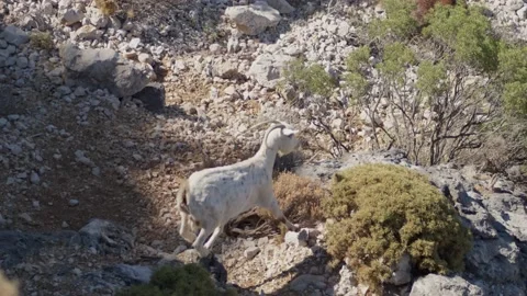 Goat Stock Footage 217936141