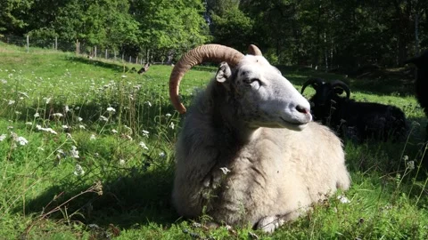 Goat Stock Footage 255967813