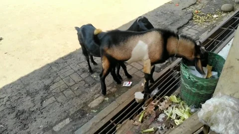 GOAT Stock Footage 264741561