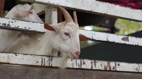 Goat Stock Footage 295471422