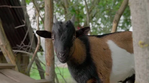 Goat Stock Footage 304680665