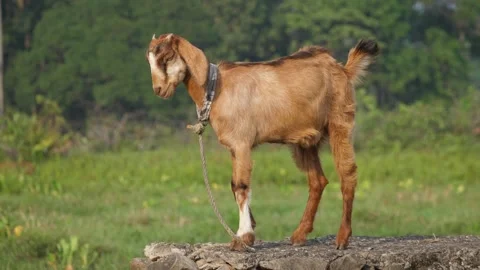 Goat Stock Footage 330038041