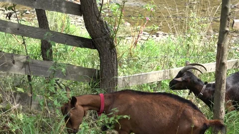 Goat Stock-Footage 346679555