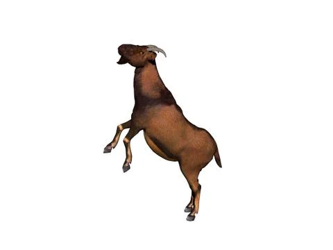 Goat foraging in the pasture Stock Illustration