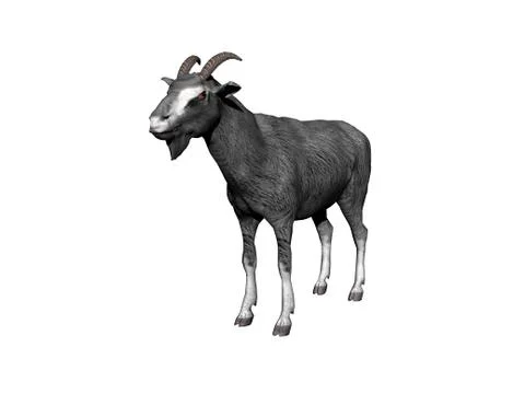 Goat foraging in the pasture Stock Illustration