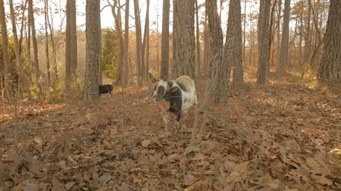 Goat in foreground eating bush Stock Footage 85800632