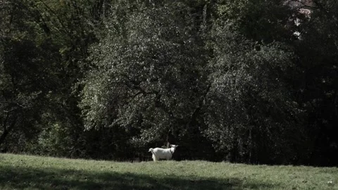Goat in the forest Stock Footage