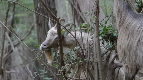 Goat Forest Stock Footage 300100673