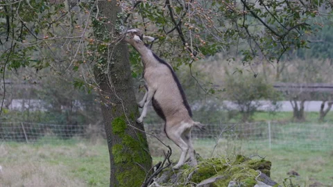 Goat Forest Video stock 300101595