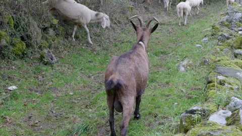 Goat Forest Video stock 300102193