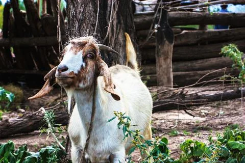 Goat in the forest with tree trunks and barnyard on background Stock Photos
