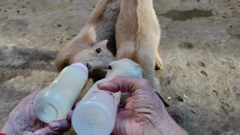 Goat four 스톡 동영상 164565057