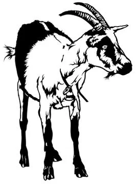 Goat from Front View Stock Illustration