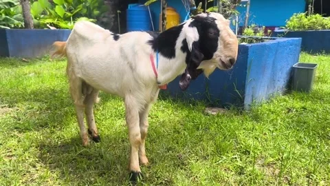 A goat in the garden Stock Footage 336674979