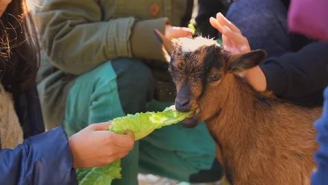 Goat getting fed by tiny little hands Stock Footage 108041704