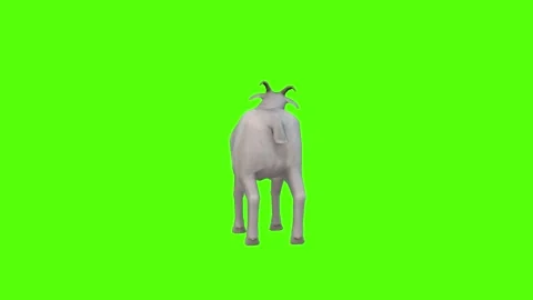 Goat Getting Hit Green Screen Animation 4k Rendering Stock Footage 297161790