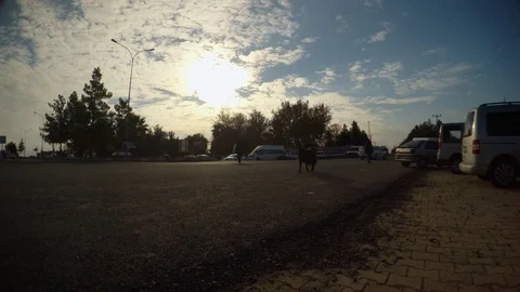 Goat goes along the road next to cars South of Turkey, border with Syria Stock Footage 81901955