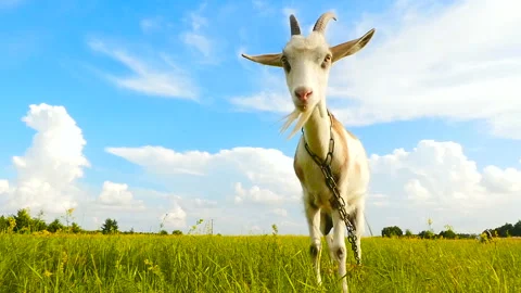 Goat goes to the camera. Slow motion. Close-up Stock Footage 96328507
