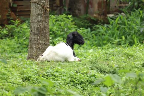 Goat in the gras Stock Photos
