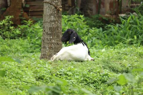 Goat in the gras Stock Photos