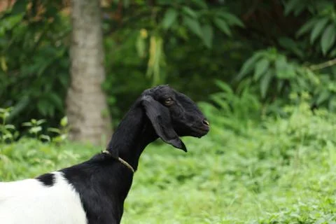 Goat in the gras Stock Photos