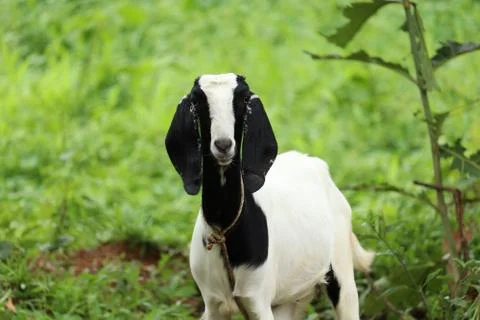 Goat in the gras 写真素材