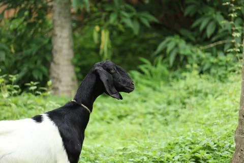 Goat in the gras Stock Photos