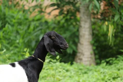 Goat in the gras 写真素材