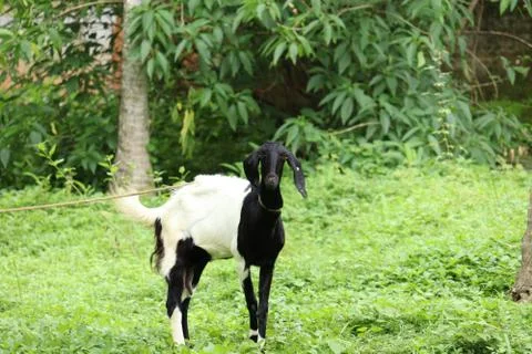 Goat in the gras Stock Photos