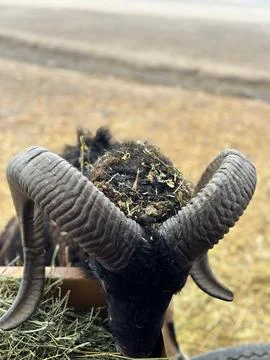 Goat with Grass on Its Head Stock Photos