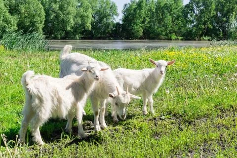 Goat on the grass Stock Photos