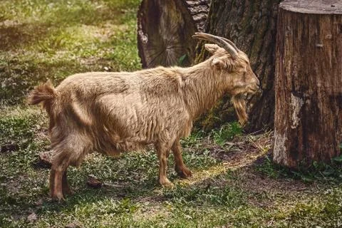 Goat on the Grass Stock Photos