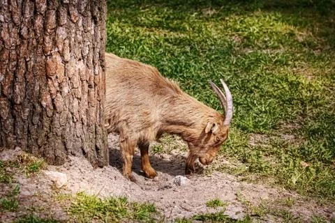 Goat on the Grass Stock Photos