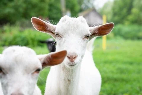 Goat on grass Stock Photos