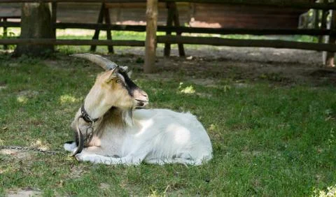 Goat on a grass Stock Photos
