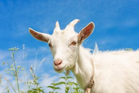Goat in the grass Stock Photos