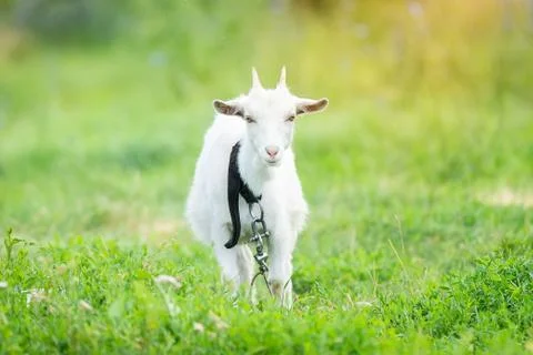 Goat on grass. Stock Photos