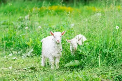 Goat on grass Stock Photos