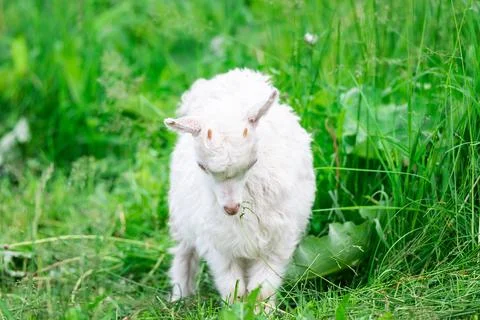 Goat on grass. Stock Photos